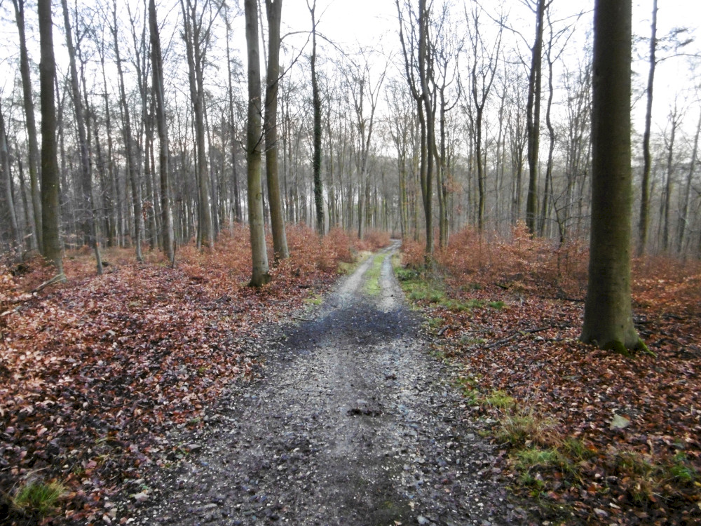 Mountainbikerunde im Koblenzer Stadtwald