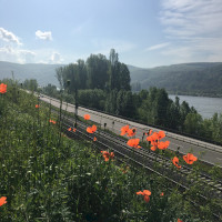 Blick vom Bopparder Hamm auf den Rhein