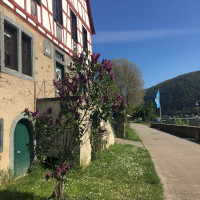 Der Radweg verläuft direkt am Rhein in Richtung Koblenz