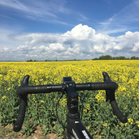 Rapsfeld am Dieblicher Berg