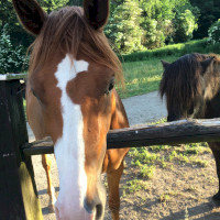 Mühlental Stadtteil Koblenz Arzheim