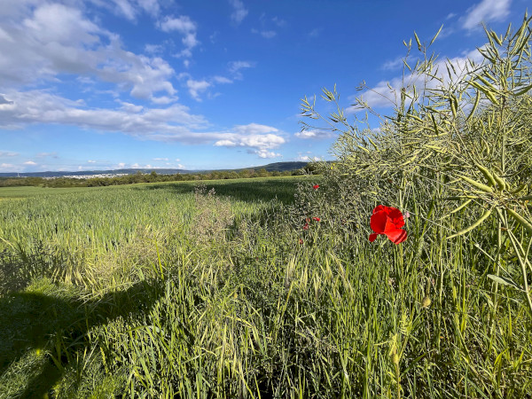 Durch die Gülser Wiesen zu den Winninger Weinpfaden