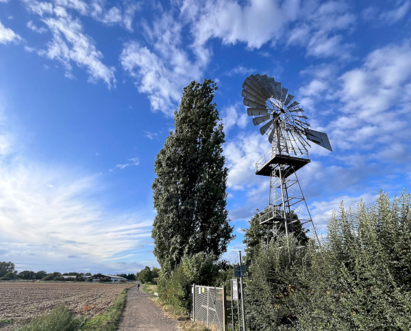 Die Mauer vom Kimmelberg und an der alten Windmühle vorbei
