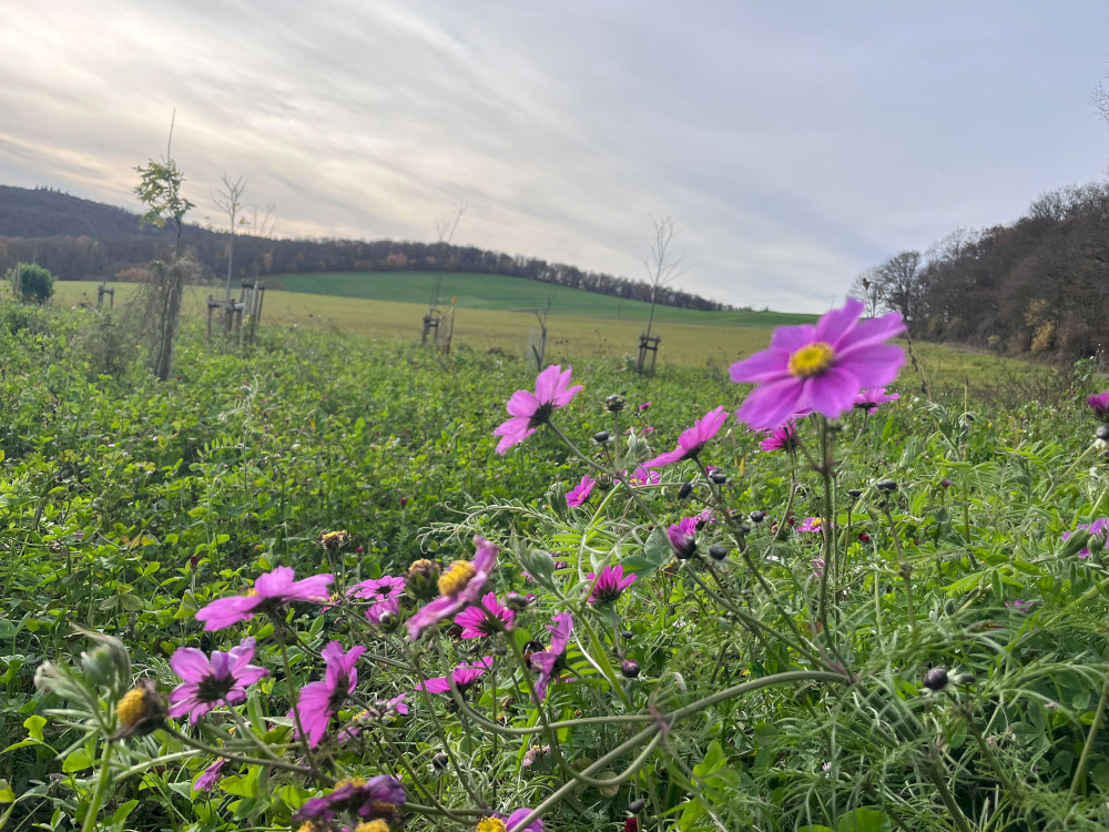 Natural Sportshub Koblenz